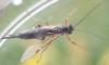 Pimpla turionellae